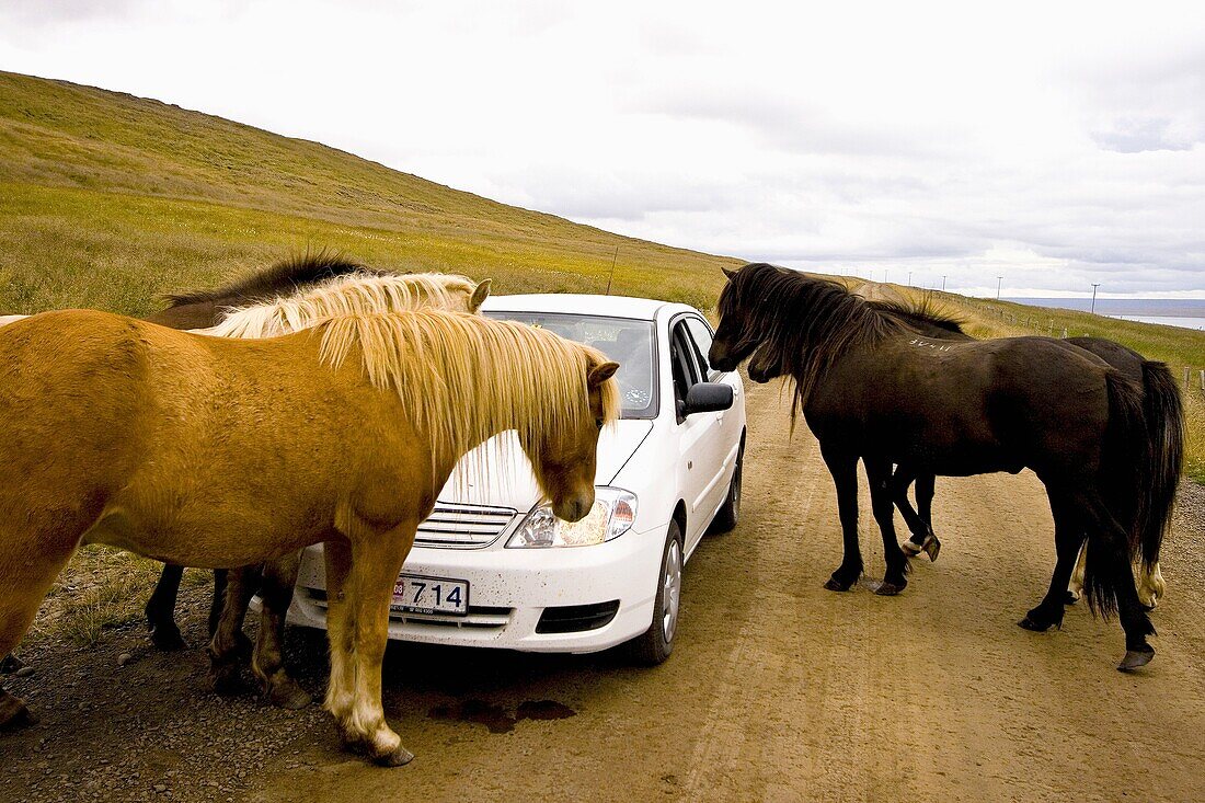 Horses attack car. Iceland.