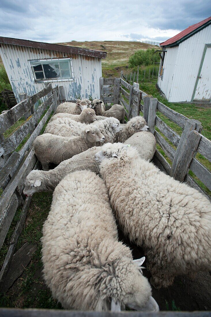 Sheep herded into pen on a farm in Punta Arenas Chile.
