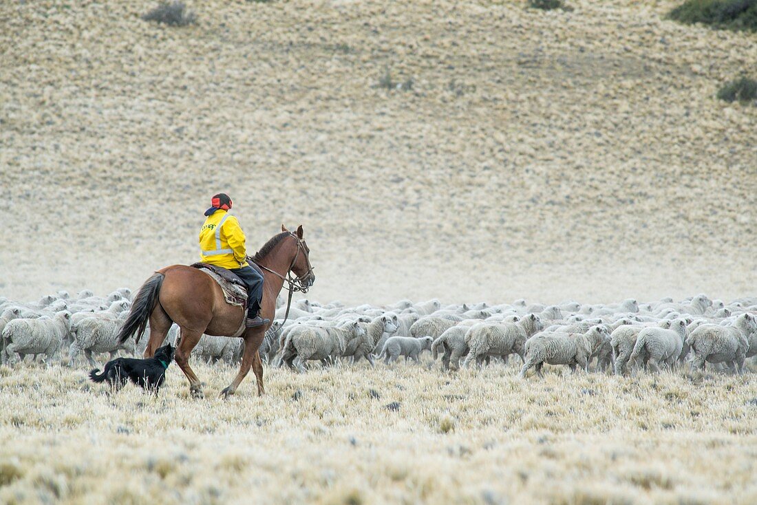 Gaucho Herding on Horseback with Sheep Dog, Argentina.