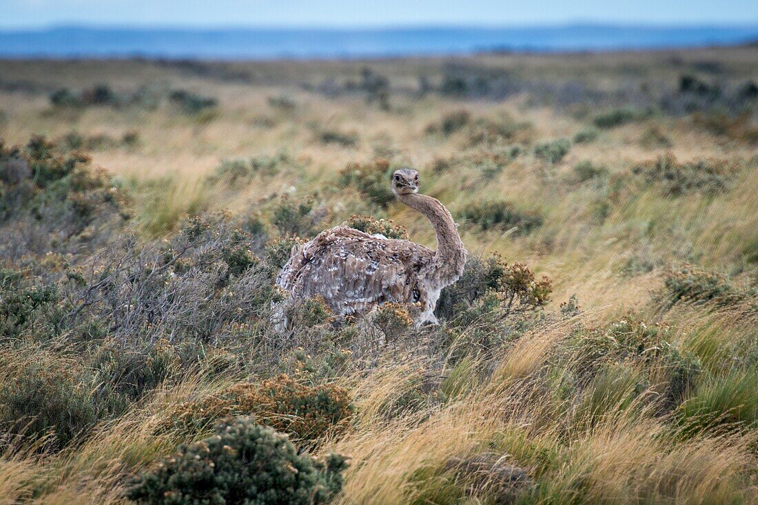 Lesser Rhea Rhea pennata, Chile. – License image – 70517672 lookphotos