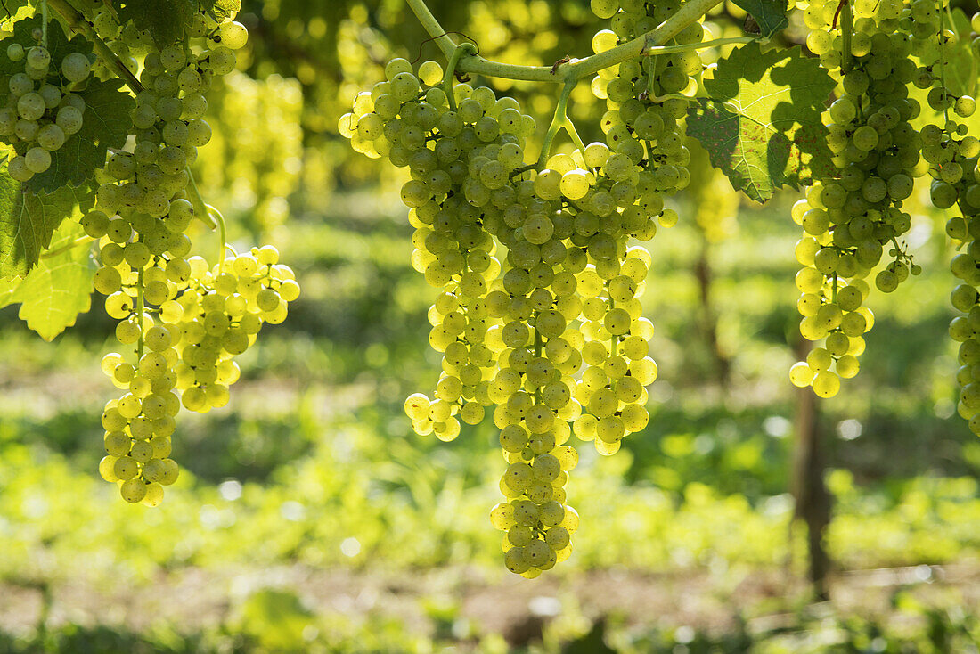 green grapes hanging in vineyard. Sudlersville Maryland USA