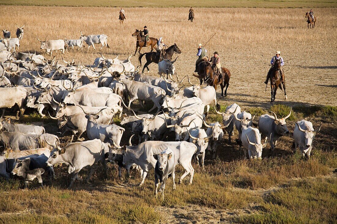 europe, italy, tuscany, alberese, uccellina park, ranch alberese, cowboys and cows.