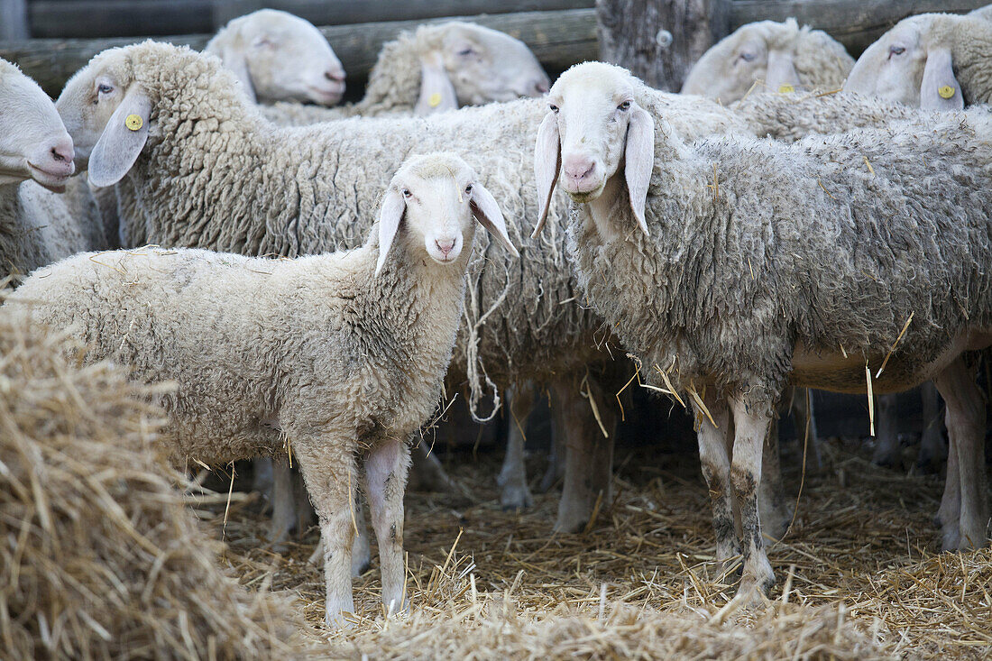 sheep, farm of prato pozzo, comacchio, ravenna province, po river delta, emilia romagna, italy, europe.