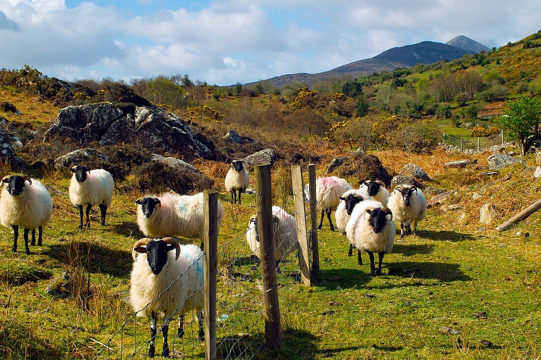 Mountain sheep, Mayo, Ireland. Croagh Patrick´s summit is visible in the background.