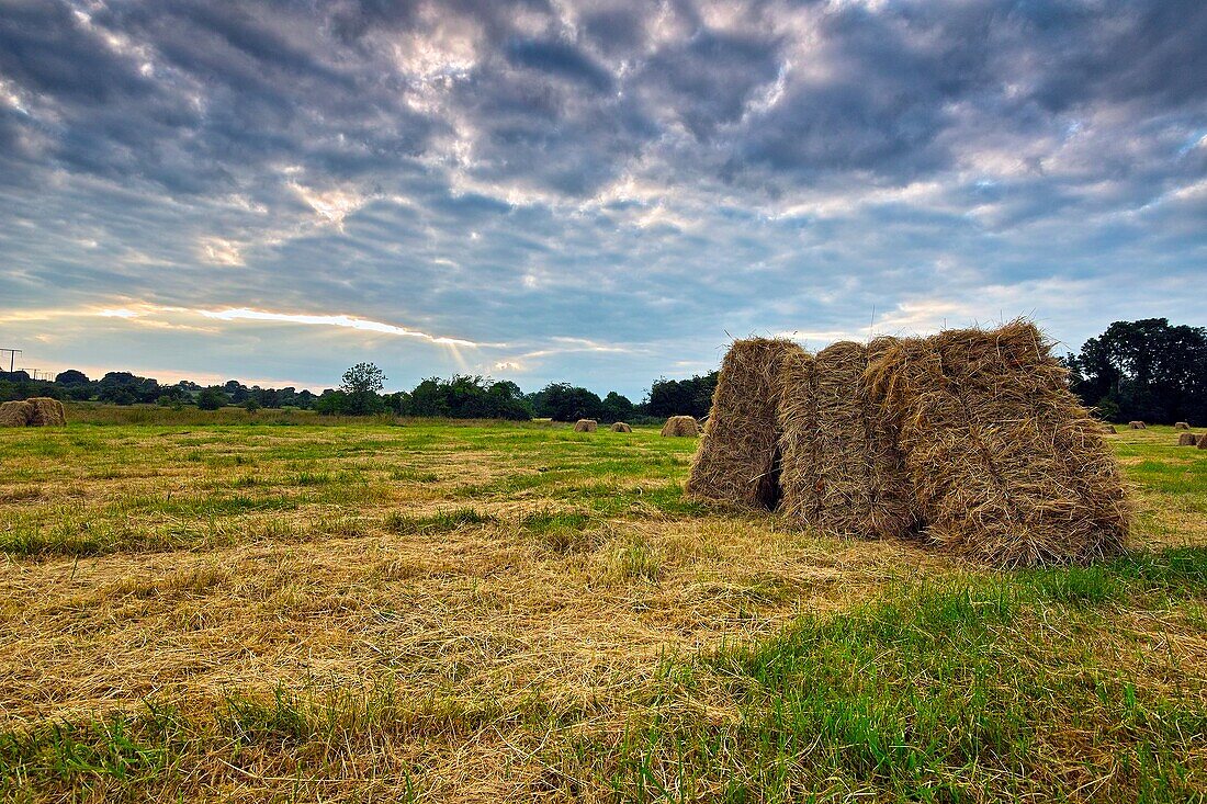Square bales of hay stacked in a recently mowen meadow field, Coolnahay, County Westmeath, Ireland.