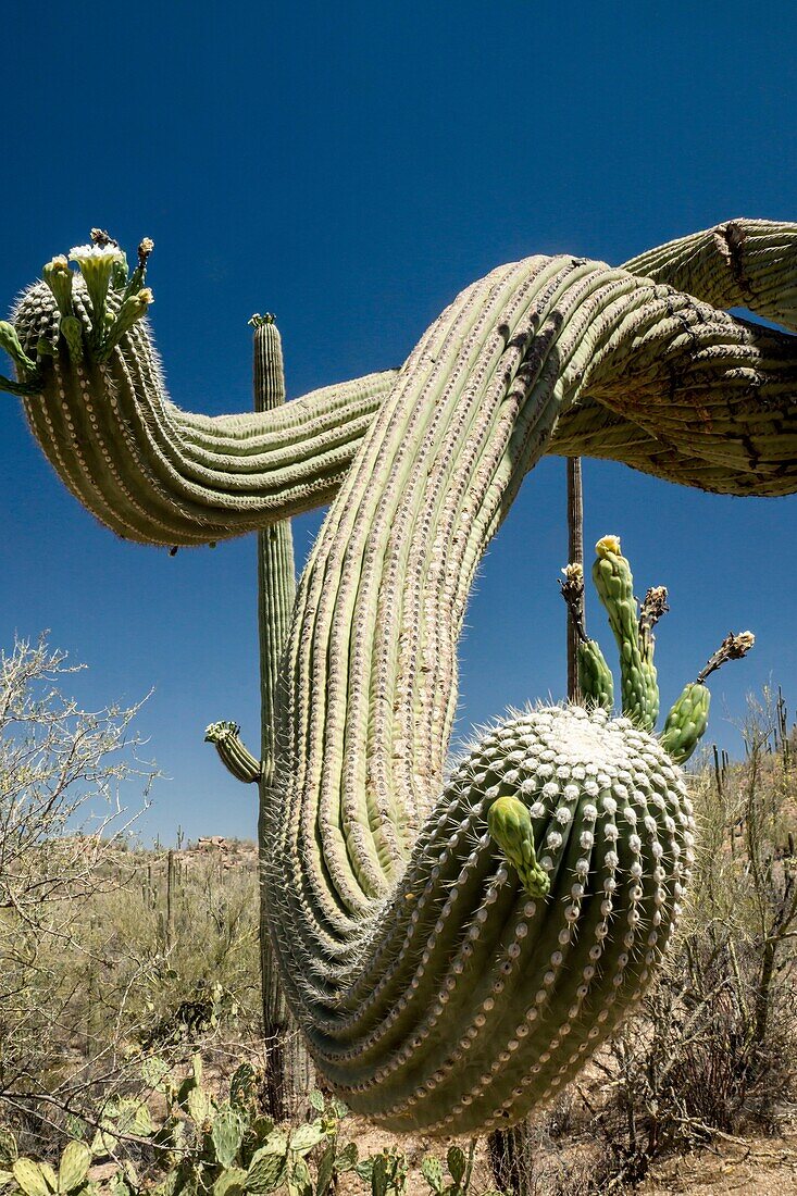 The branch, or arm, of a gigantic, old Saguaro cactus reaches out as if to greet visitors with its prickly touch.