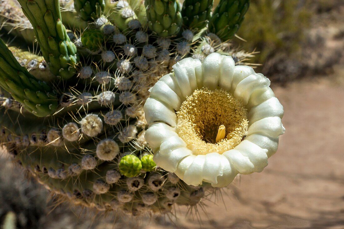 Fascinating close up of the unusual Saguaro cactus flower in springtime in the Sonoran Desert.