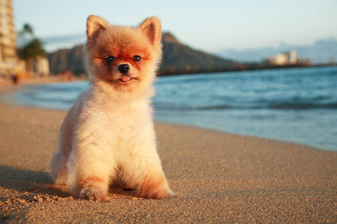 Hawaii, Oahu, Waikiki, Young Pomeranian Puppy Enjoys A Day At The Beach And Veiw Of Diamond Head.