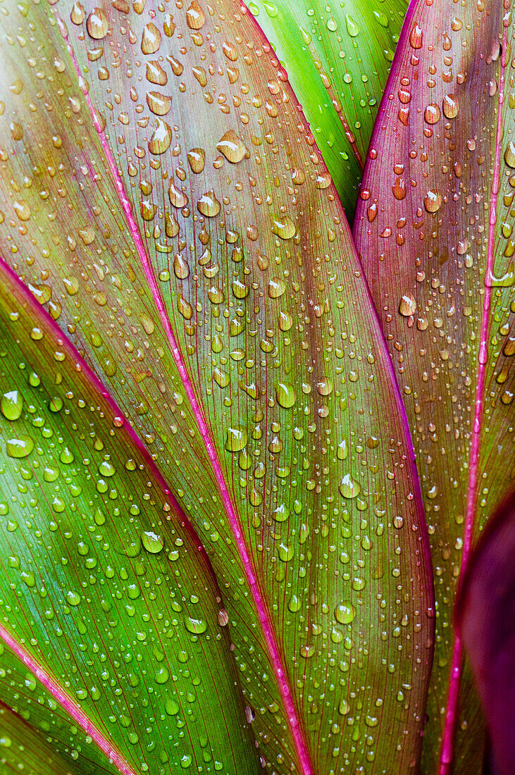 Hawaii, Oahu, Close Up Of Green Ti Leaves With Raindrops.