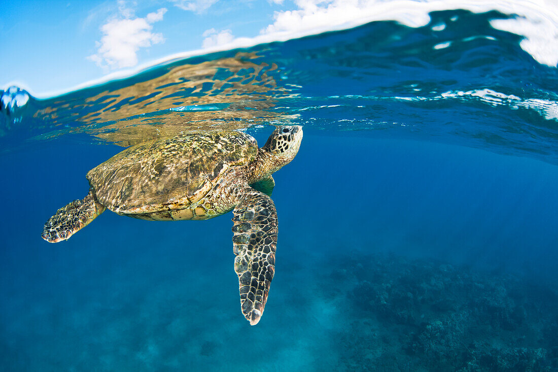 Hawaii, Green Sea Turtle Honu (Chelonia Mydas) Taking Breath At Ocean Surface.
