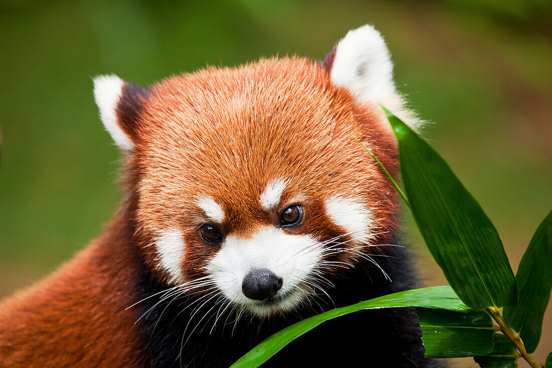 China, Red Panda (Ailurus Fulgens) Or Shining Cat.