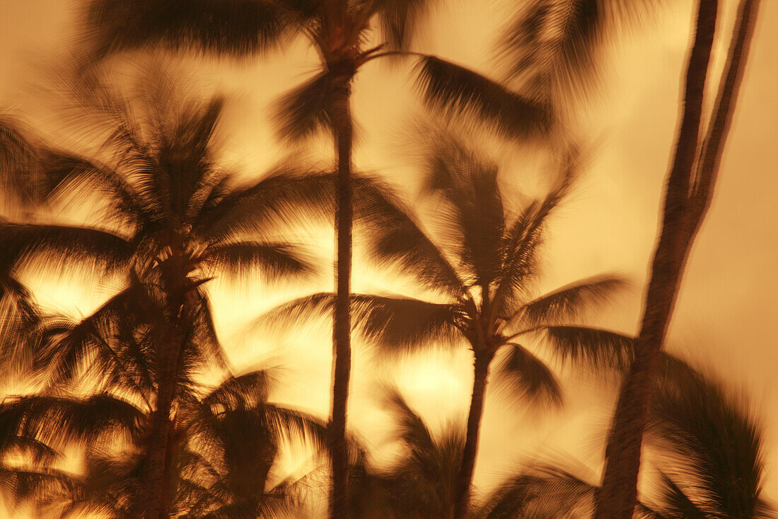 Hawaii, Oahu, Abstract Motion Blur Of Palm Trees, Long Exposure.