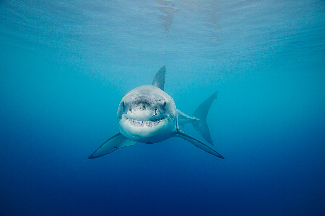 Mexico, Guadalupe Island Offshore, Great White Shark (Carcharodon Carcharias) In Deep Ocean Water, View From Front.