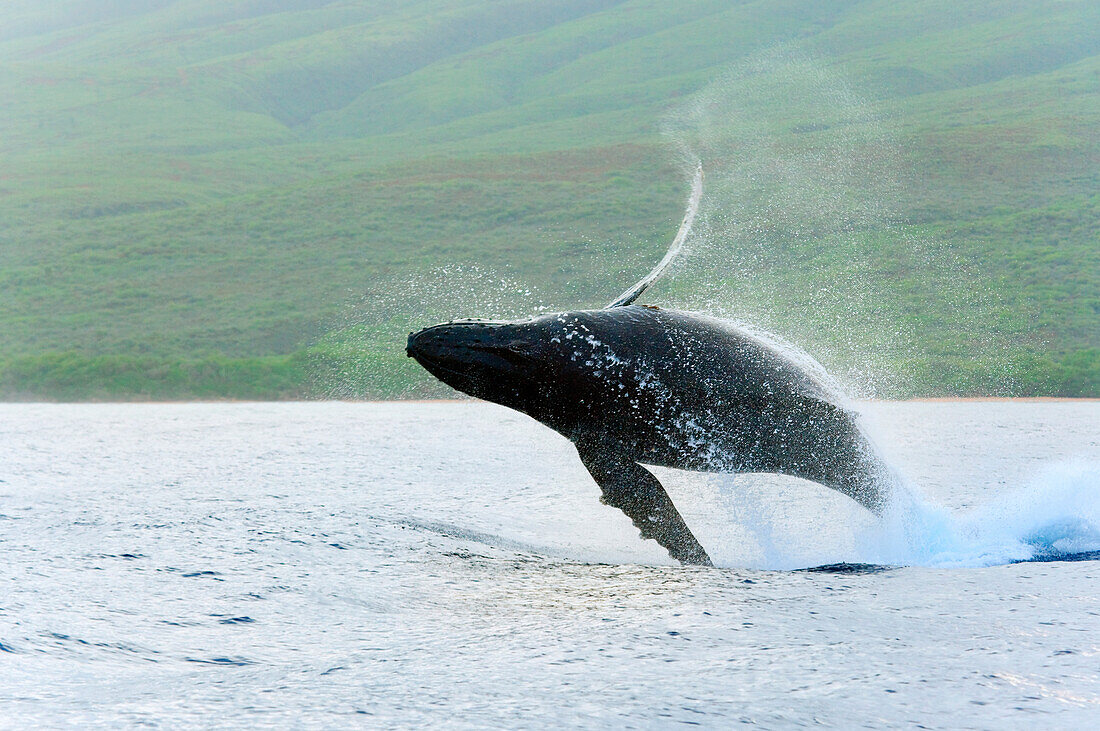 Hawaii, Maui, Humpback Whale (Megaptera Novaeangliae) Breaching Off Coastline.