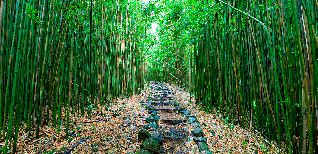 Hawaii, Maui, Hana, Kipahulu, Bamboo Forest Along Pipiwai Trail.