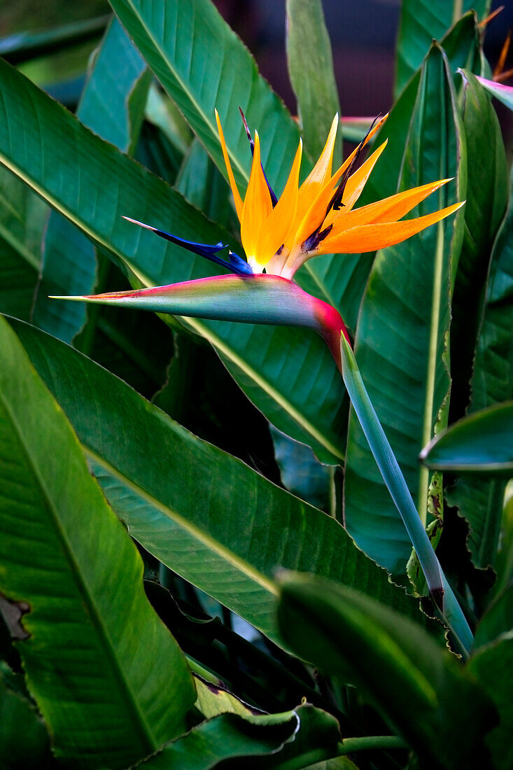 Hawaii, Bird Of Paradise Blossom.