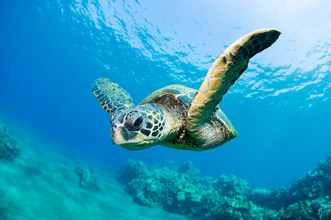 Hawaii, Maui, Green Sea Turtle (Chelonia Mydas) Honu Over Ocean Reef.