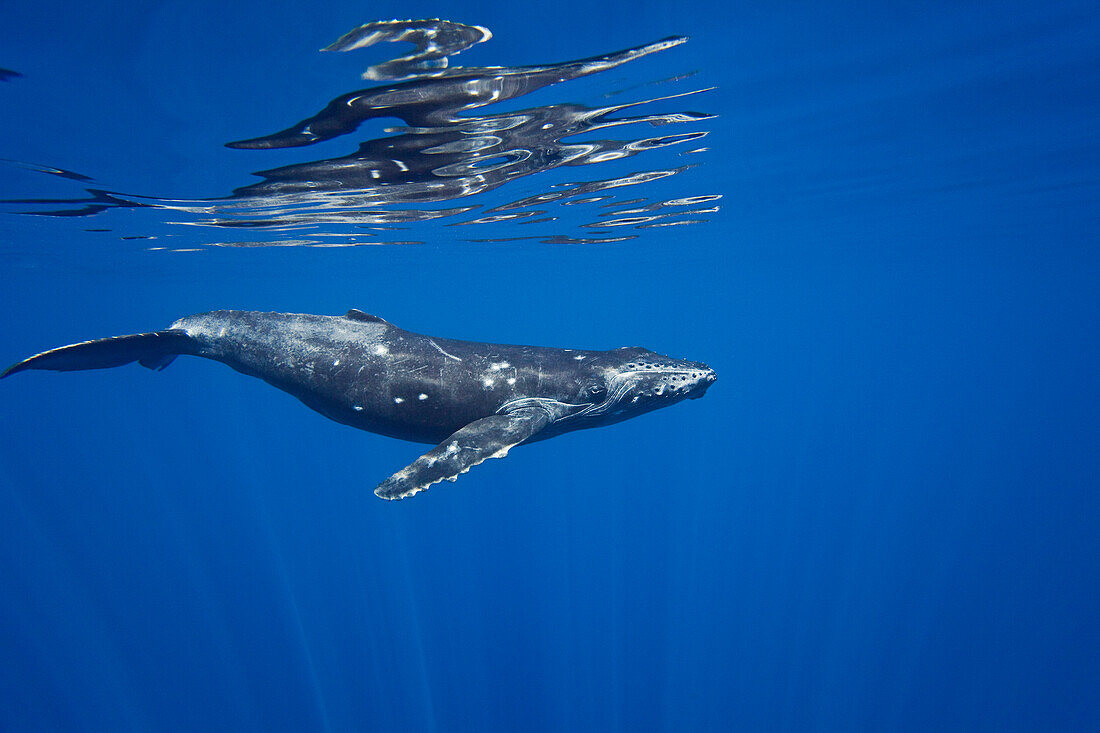 Hawaii, Maui, Humpback Whale (Megaptera Novaeangliae) Underwater.