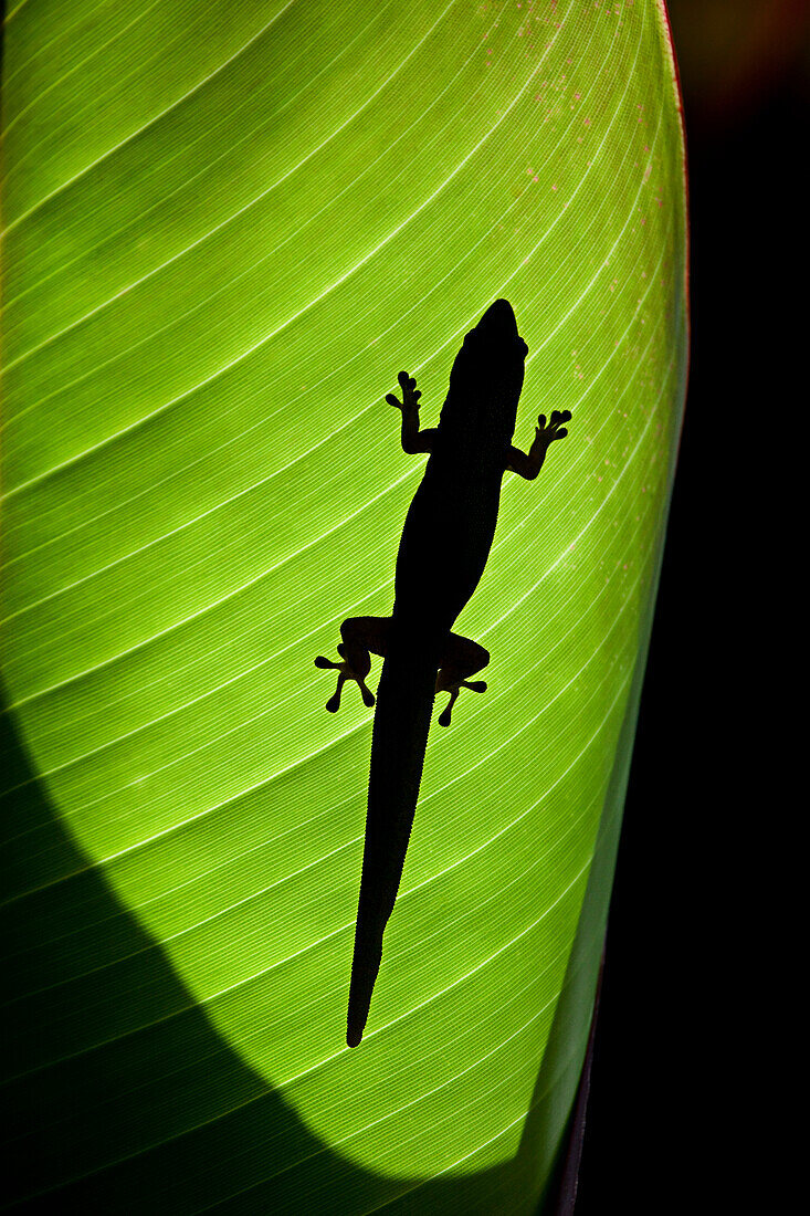 Hawaii, Gold Dust Day Gecko (Phelsuma Laticauda Laticauda) Silhouetted Through Sunlit Ginger Leaf.