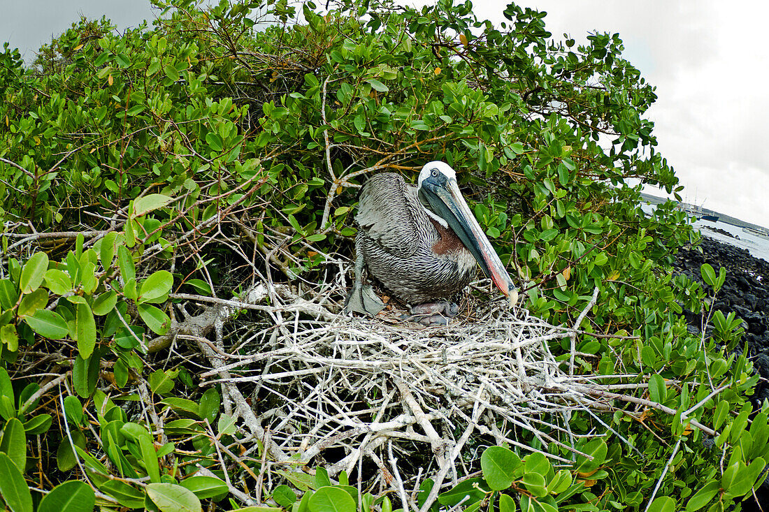 Ecuador, Galapagos Archipelago, Santa Cruz Island, Brown Pelican (Pelecanus Occidentalis) In Nest.