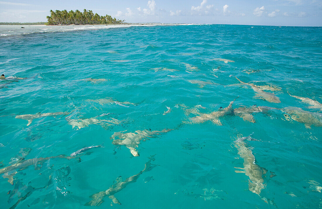 French Polynesia, Tuamotu Islands, Rangiroa Atoll, Blue Lagoon, Blacktip Reef Sharks (Carcharhinus Melanopterus) Near Surface Of Ocean, View From Above.