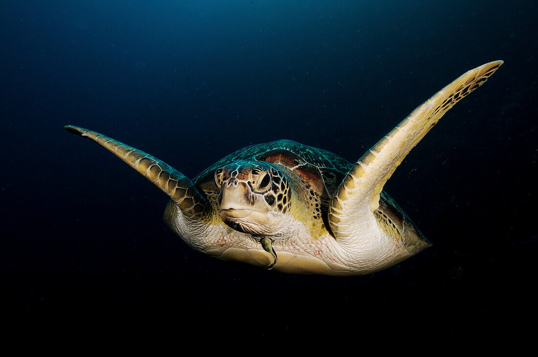 Indonesia, Sulawesi, Green Sea Turtle (Chelonia Mydas) An Endangered Species.