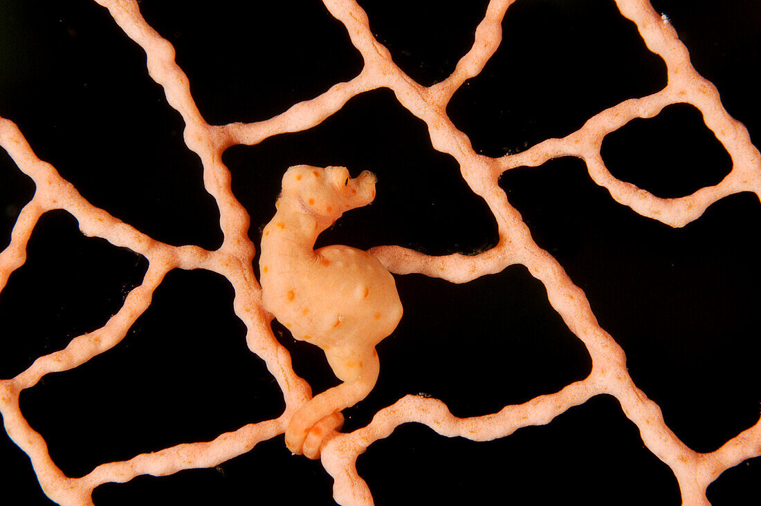 Indonesia, Sulawesi, Wakatobi, Kolla Soha, Denise Pygmy Seahorse (Hippocampus Denise)