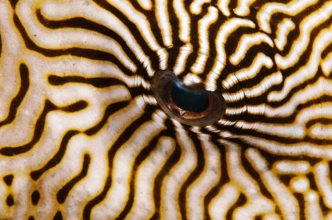 Indonesia, Mappa Pufferfish (Arothron Mappa) Closeup Of The Eye.