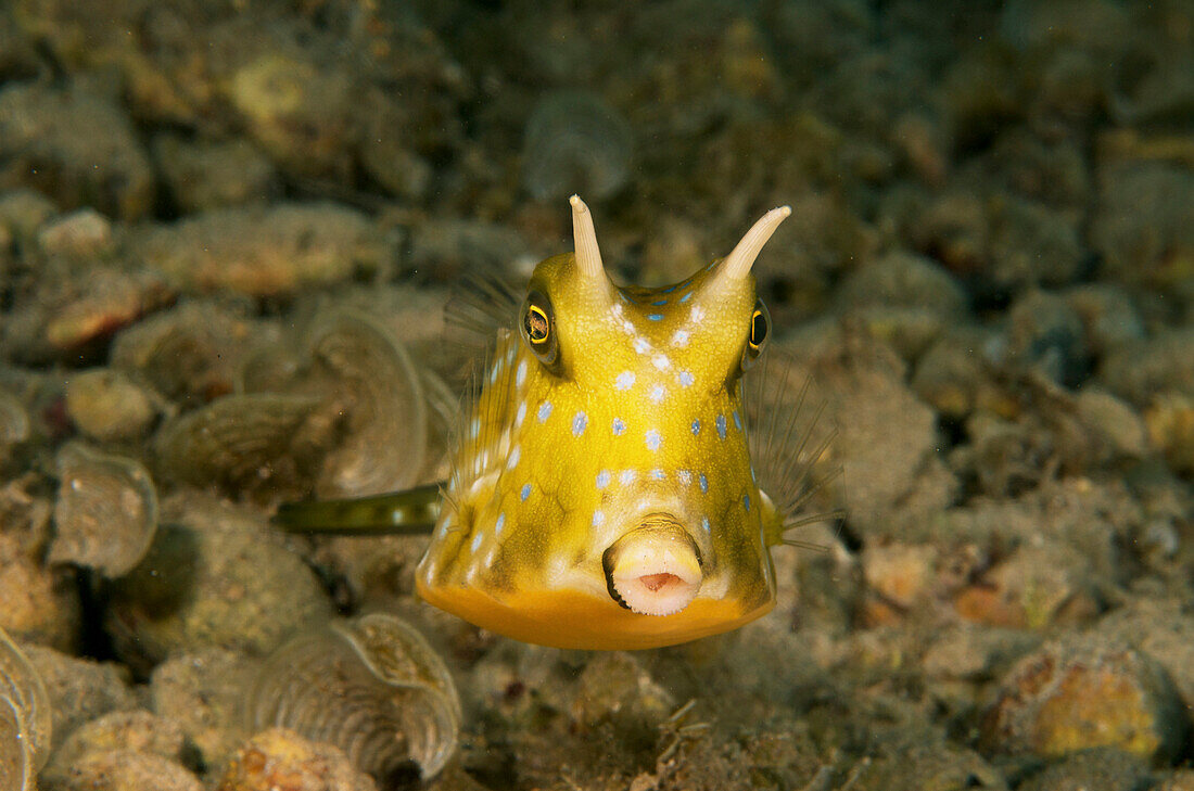 Indonesia, Sulawesi, Long Horn Cowfish (Lactoria Comuta)