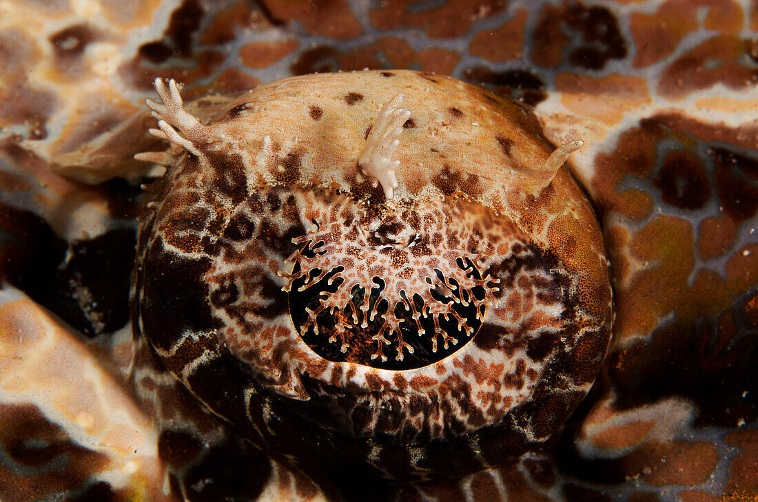 Indonesia, Sulawesi, Wakatobi, Crocodile Fish (Cymbacephalus Beauforti), Closeup Of The Eye.