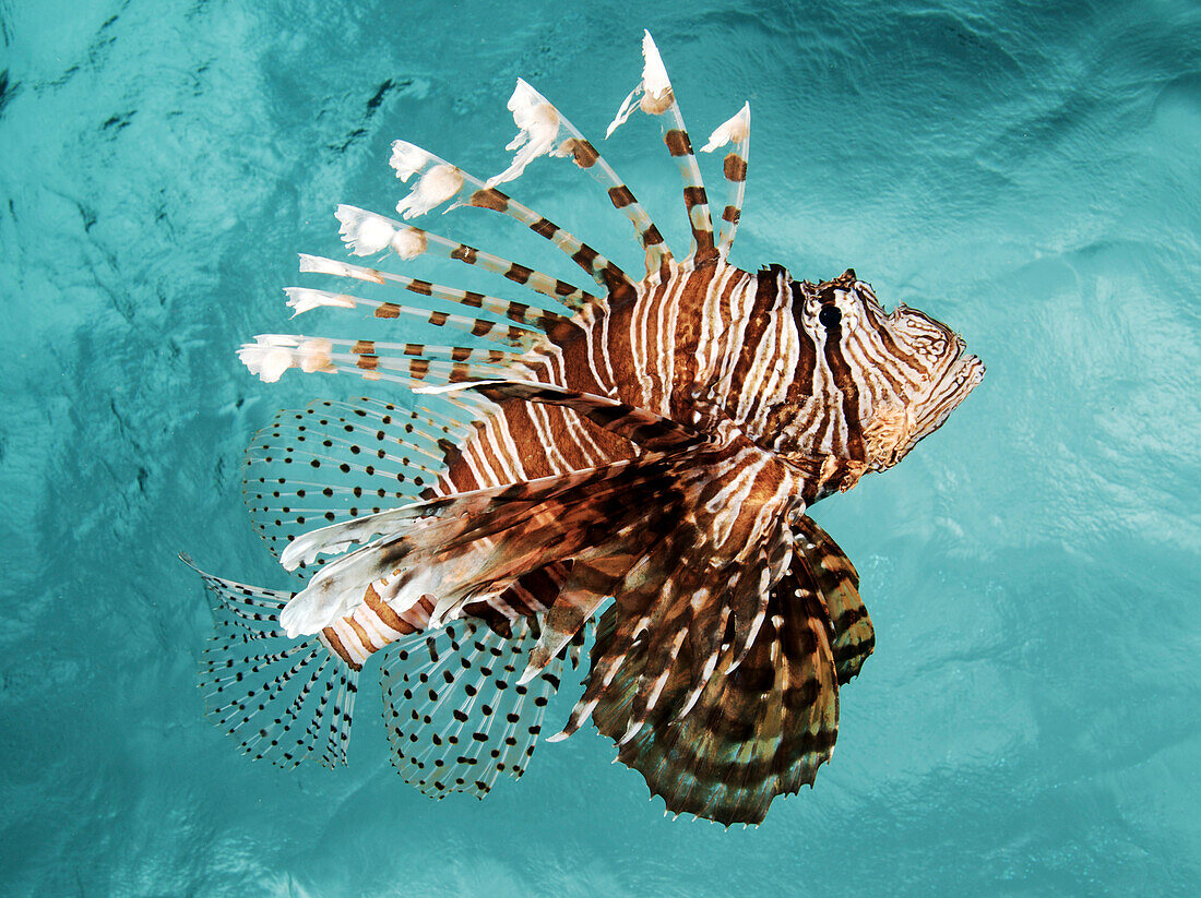 Indonesia, Sulawesi, Lionfish (Pterois Volitans) Floating Peacefully Above The Reef.