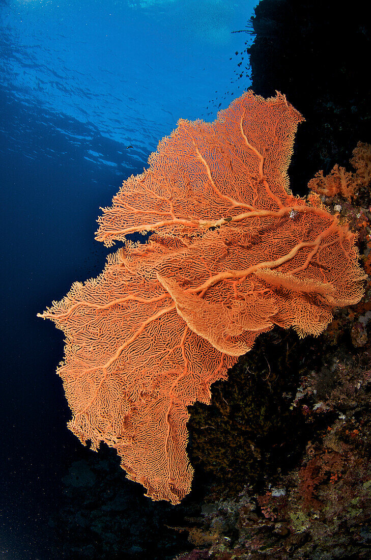 Indonesia, Sulawesi, Sea Fan Coral, Underwater Scene.