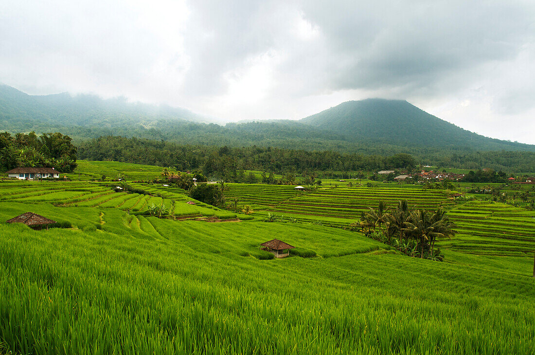 Indonesia, Bali, Rice Terraces, Tabanan.