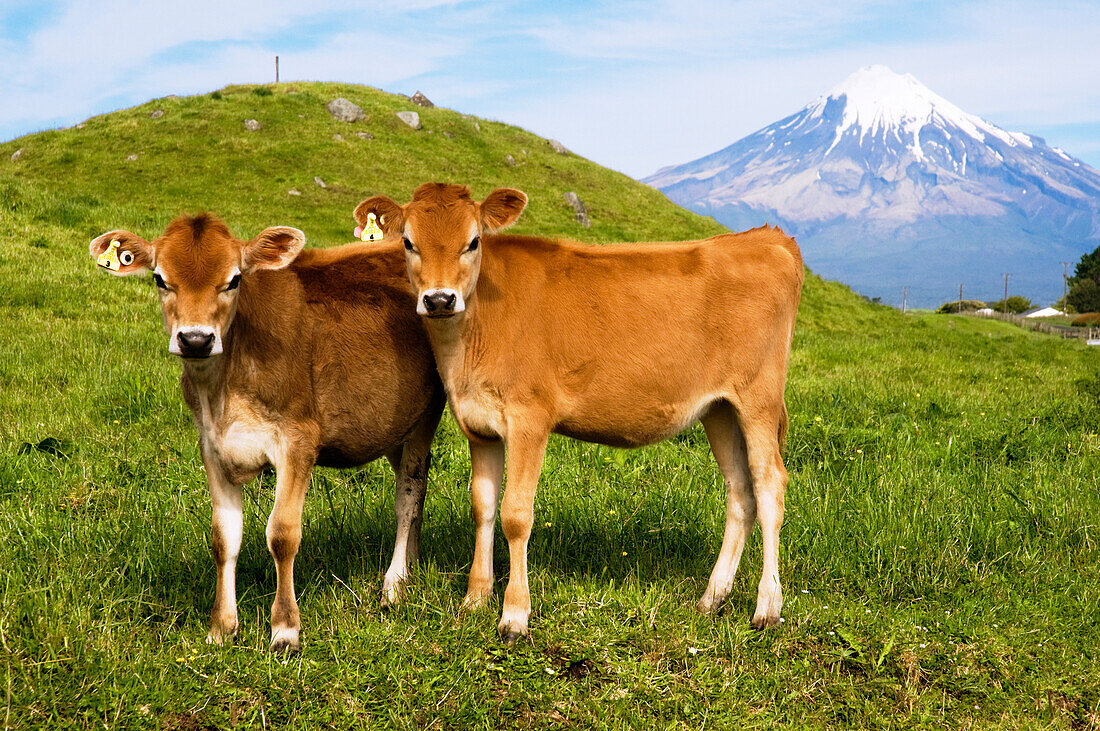 New Zealand, North Island, Taranaki, Dairy Cows In Green Grassy Paddock Of Dairy Farm, Mount Egmont In The Background.