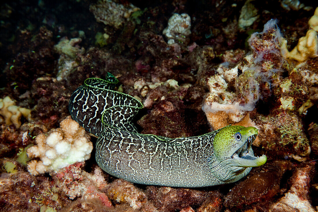 Hawaii, Undulated Moral Eel (Gymnothorax … – License image – 70518650 ...