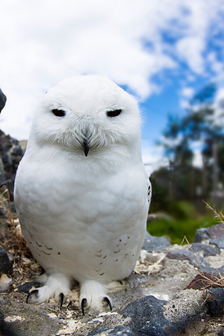 Captive, Snowy Owl, Arctic Owl Or Great White Owl, Nyctea Scandiaca.
