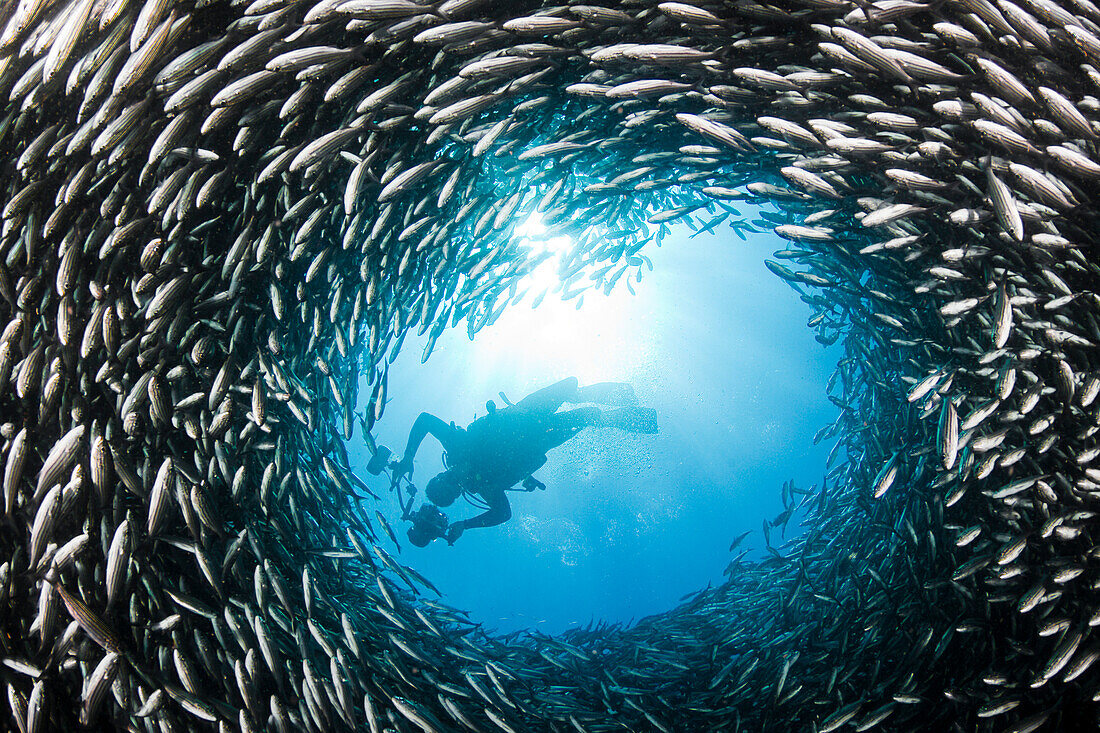 Galapagos Islands, Schooling Black Striped Salema (Xenocys Jessiae) Circle Around A Diver.