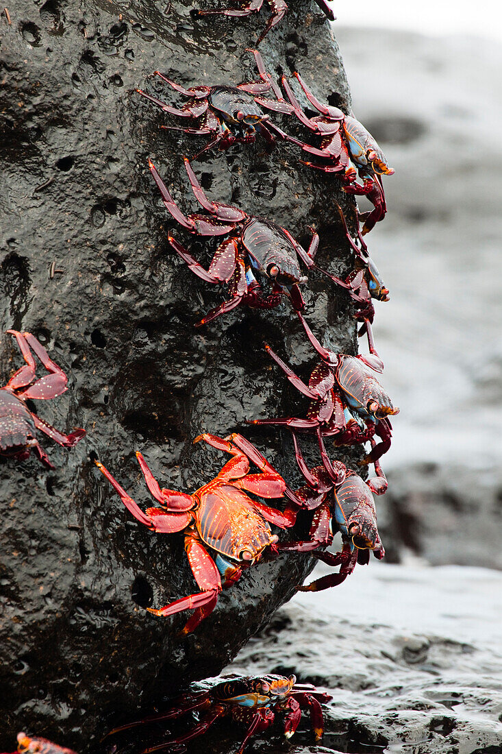 Galapagos, Santa Cruz Island, A Sally Lightfoot Crab (Graspus Graspus), Searching For Algae To Dine On In The Intertidal Zone.