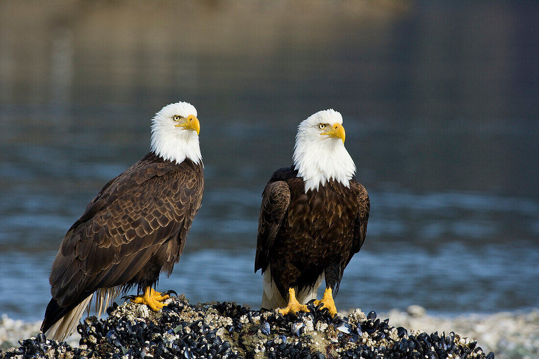 Alaska, Tongass National Forest, Two Bald Eagles (Haliaeetus Leucocephalus) Scan The Surrounding Waters From Their Perch On Mussel Covered Reef.