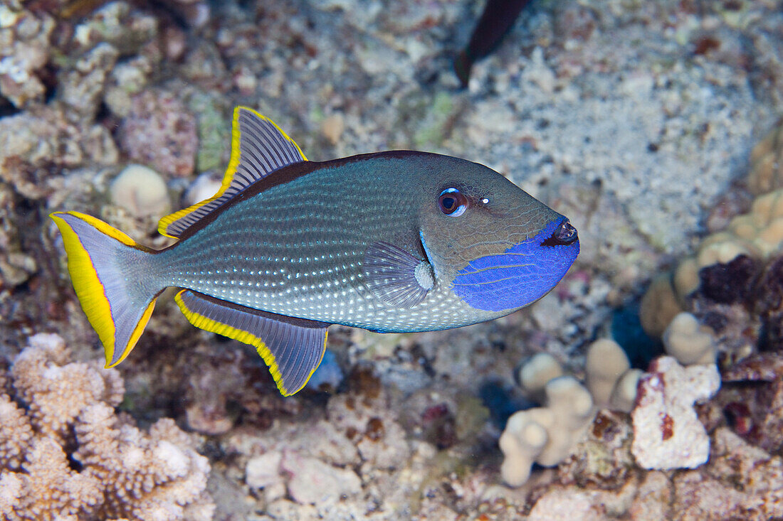 Hawaii, The Male Gilded Triggerfish (Xanthichthys Auromarginatus) Is More Colorful Than The Female. Both Spend A Great Deal Of Time Above The Reef Where They Feed On Passing Plankton.