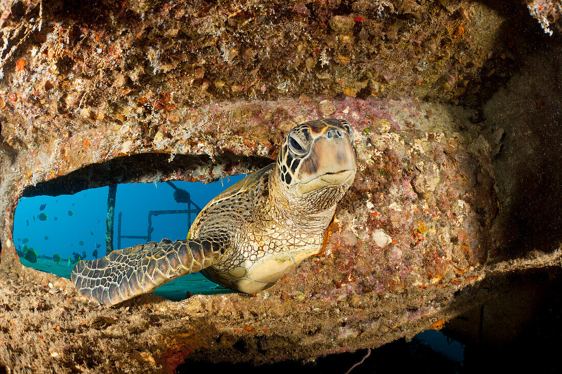 Hawaii, Green Sea Turtle (Chelonia Mydas) Swimming Through A Sunken Ship