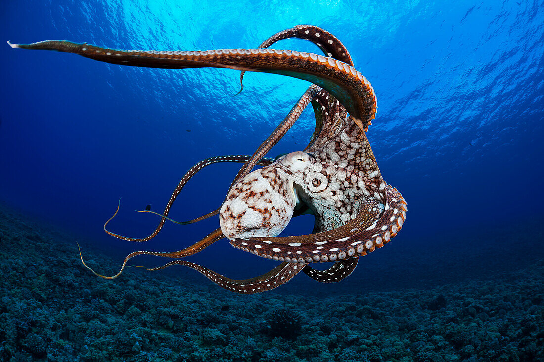 Hawaii, Day Octopus (Octopus Cyanea) Swimming At The Ocean Bottom