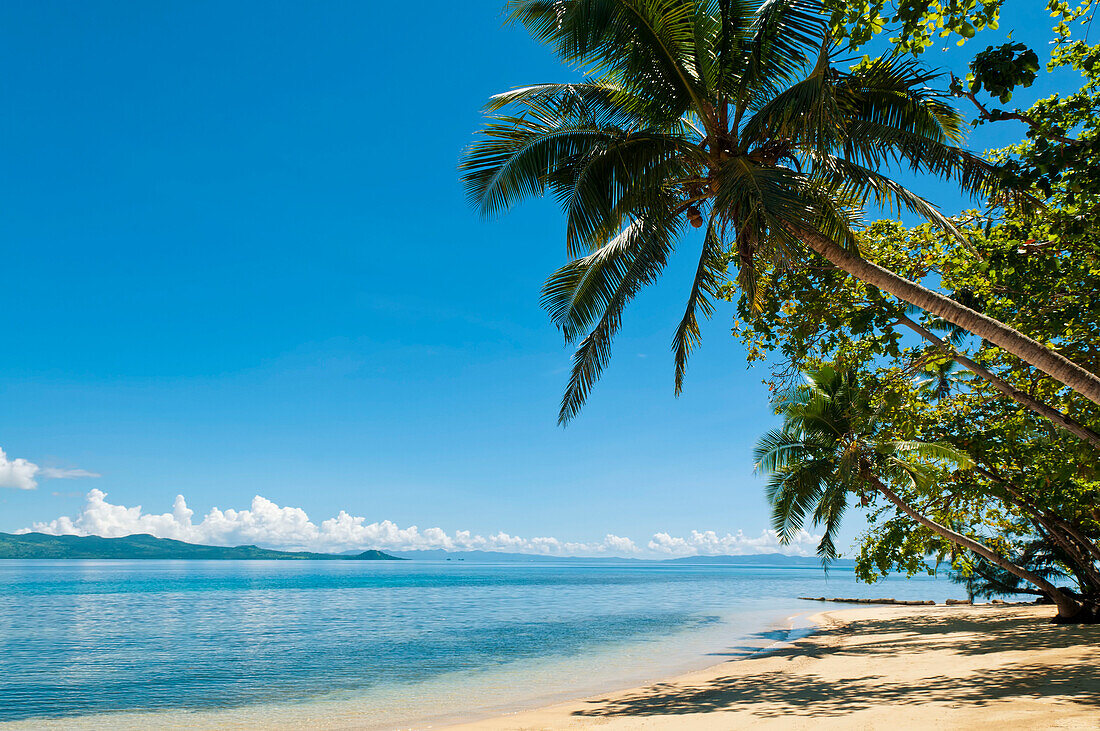 Fiji, Beach And Cocopalm Trees At Matangi Private Island Resort.