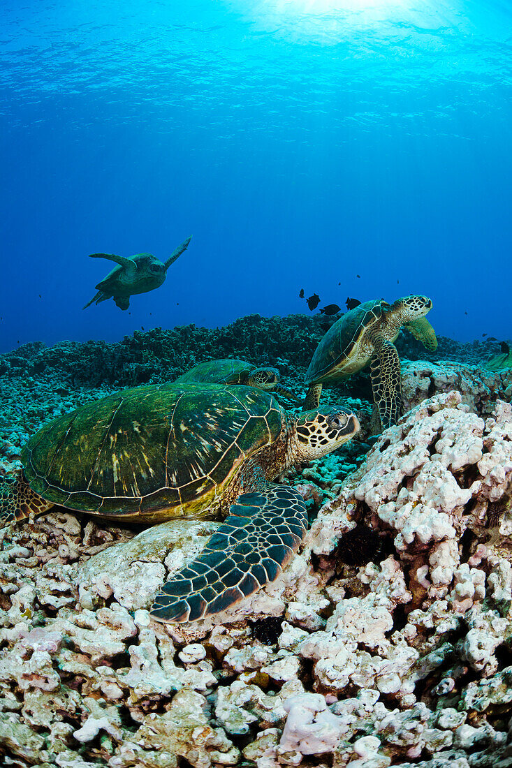 Hawaii, Maui, Several Green Sea Turtles (Chelonia Mydas) Gather On A Reef