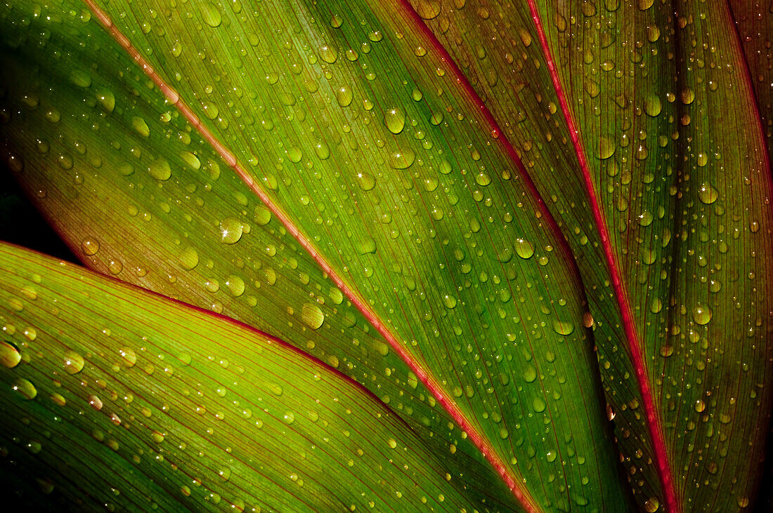 Close-Up Detail Of Green Ti Leaf With Raindrops.