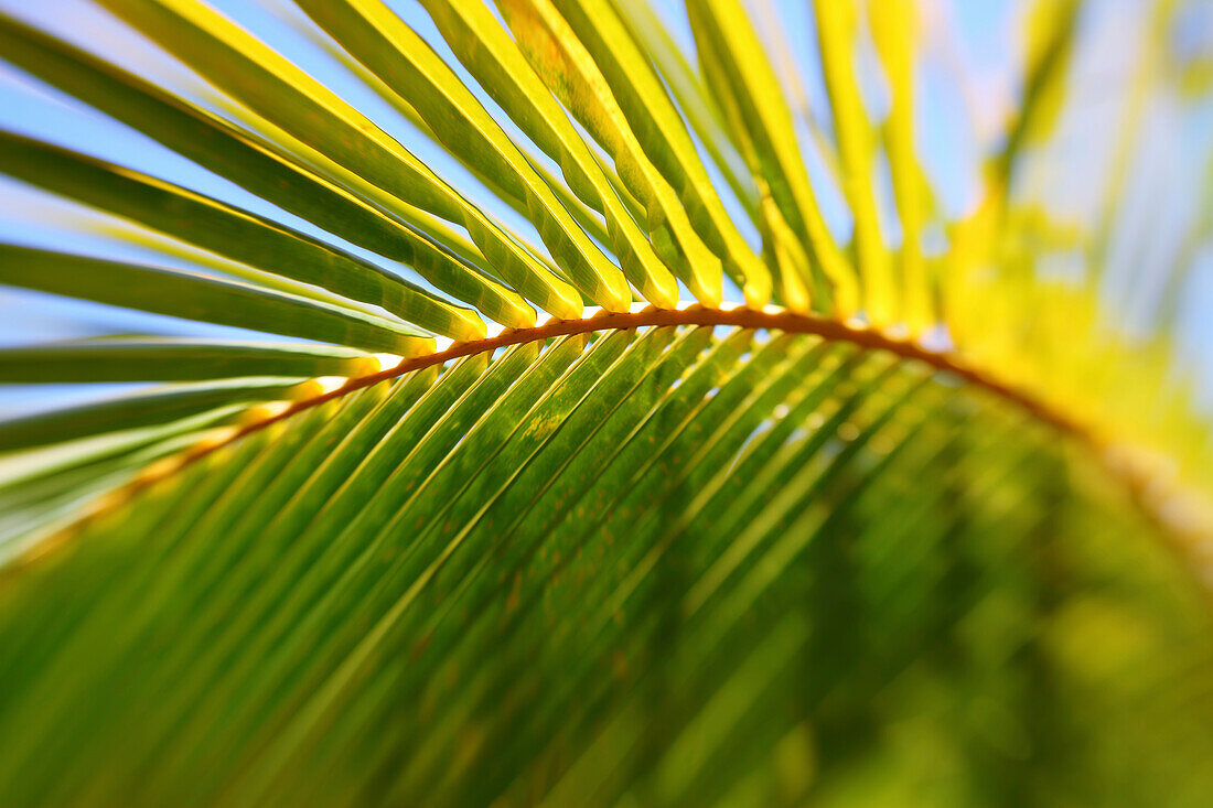 Artistic Shot Of A Palm Leaf And Branch, Shallow Depth Of Field.