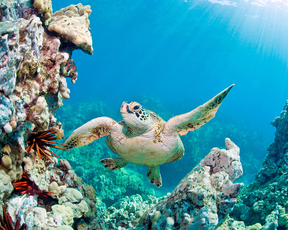 Hawaii, Green Sea Turtle (Chelonia Mydas) Over Coral Reef, Sun Rays.