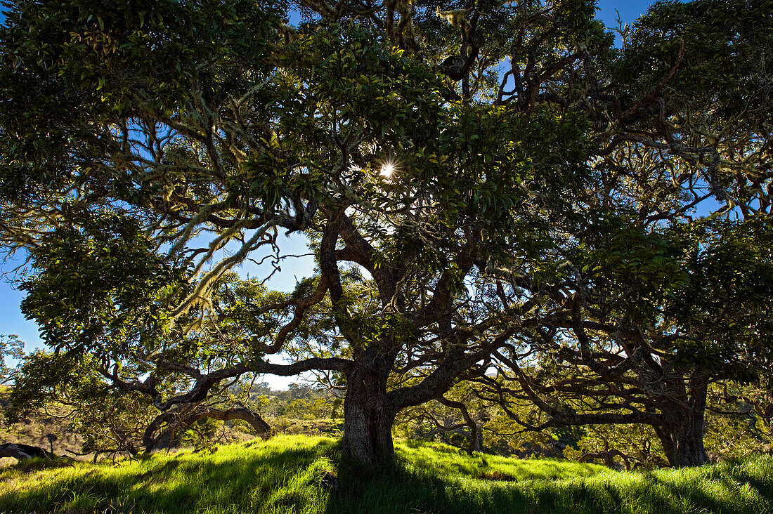 Hawaii, Big Island, Hakalau Wildlife Refuge, Koa Tree And Sunlight.