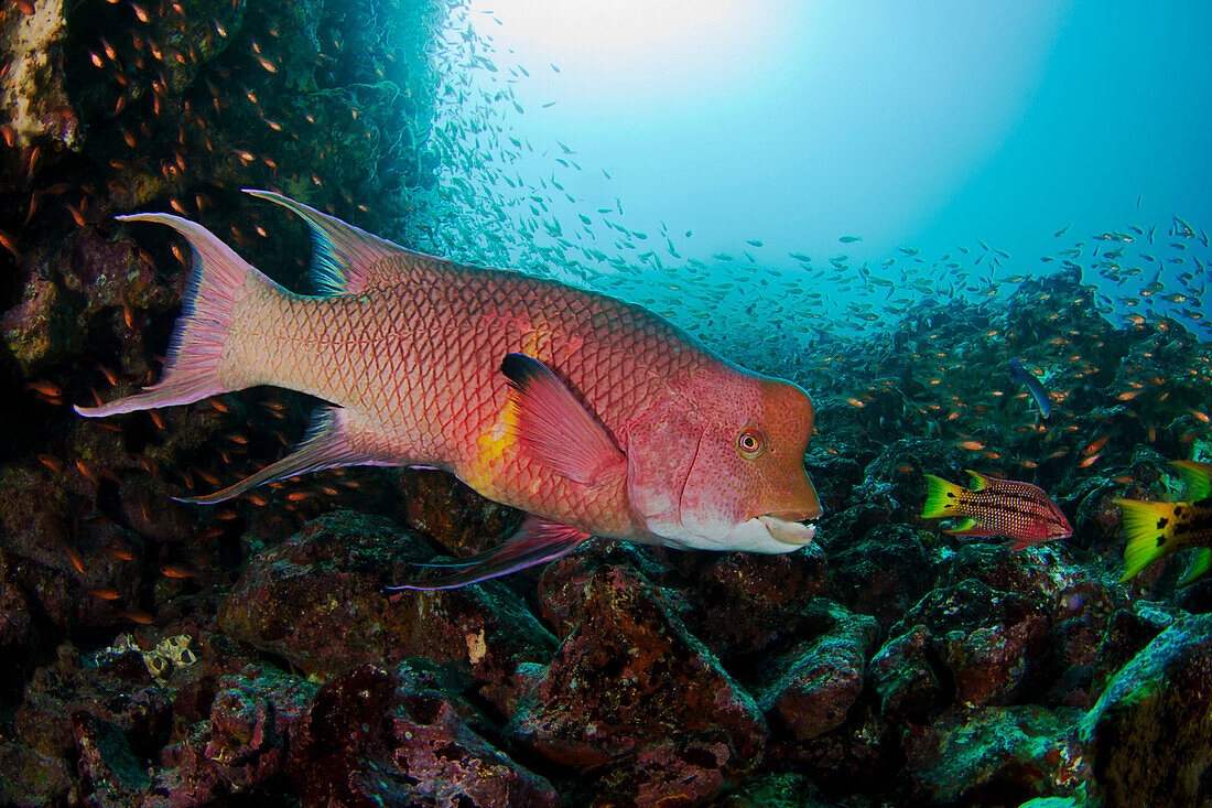 Ecuador, Galapagos Archipelago, Adult Male Mexican Hogfish (Bodianus Diplotaenia) Swims Among Reef With Schools Of Fish In Background.