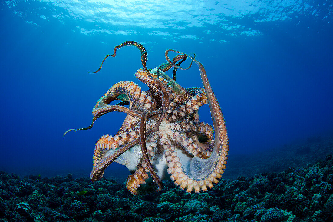 Hawaii, Maui, Female Octopus (Cephalopod) Swims Freely Underwater, Tentacles Tangled.